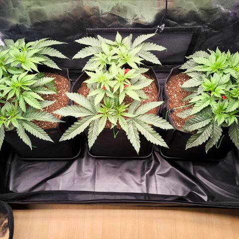 Orange lemon growlog timeline photo