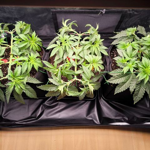 Orange lemon growlog timeline photo