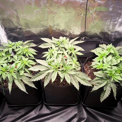 Orange lemon growlog timeline photo