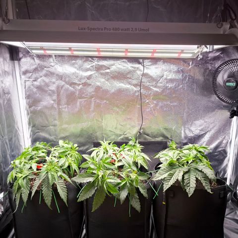 Orange lemon growlog timeline photo