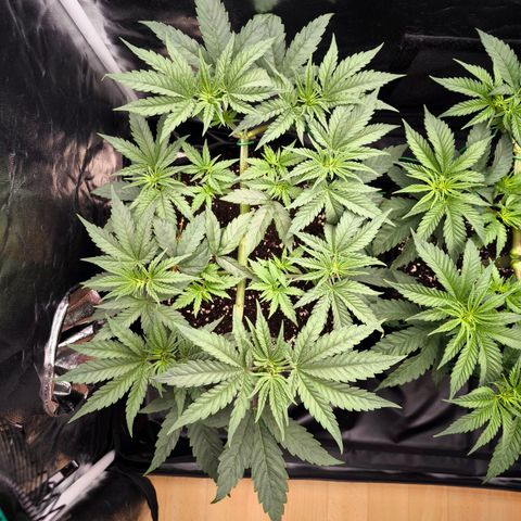 Orange lemon growlog timeline photo