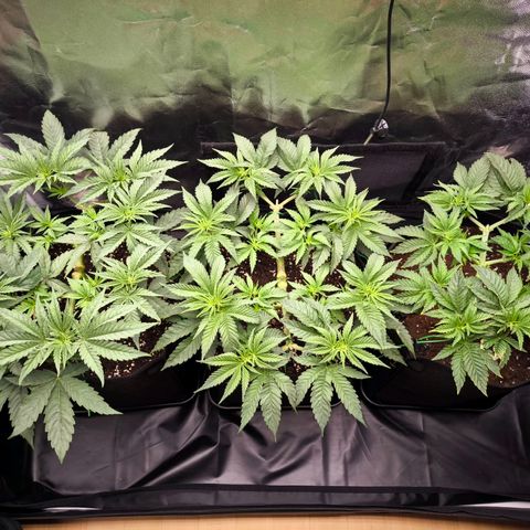 Orange lemon growlog timeline photo