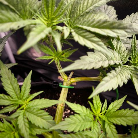Orange lemon growlog timeline photo