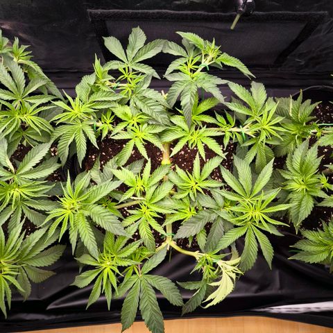 Orange lemon growlog timeline photo
