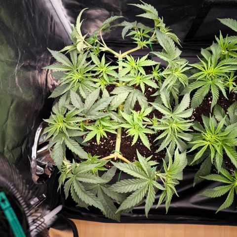 Orange lemon growlog timeline photo