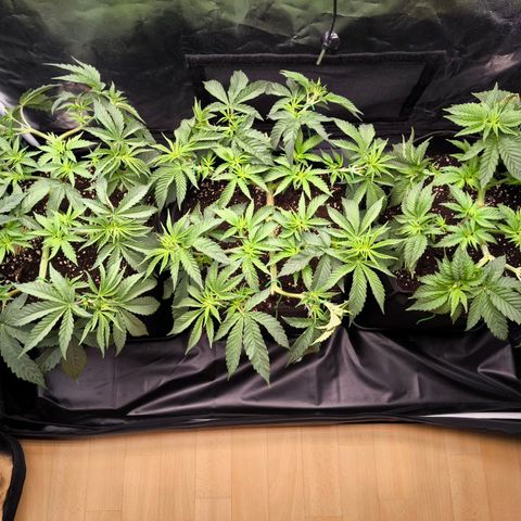 Orange lemon growlog timeline photo