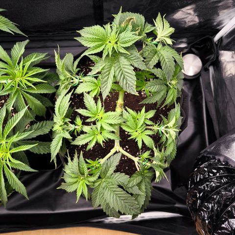 Orange lemon growlog timeline photo