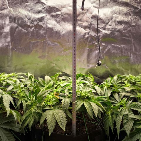 Orange lemon growlog timeline photo