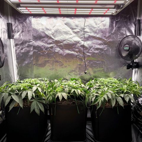 Orange lemon growlog timeline photo