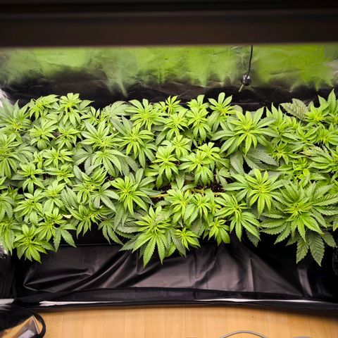 Orange lemon growlog timeline photo