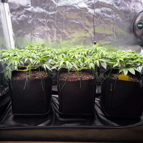 Orange lemon growlog timeline photo