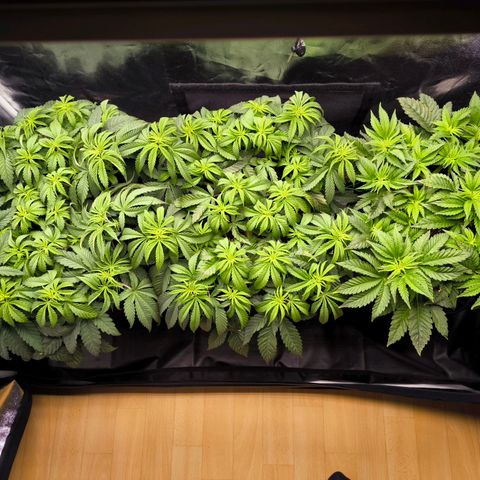 Orange lemon growlog timeline photo