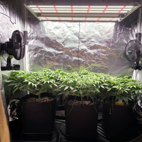 Orange lemon growlog timeline photo