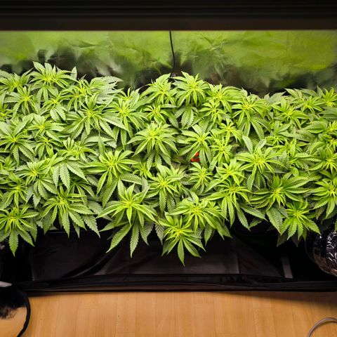 Orange lemon growlog timeline photo