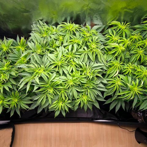 Orange lemon growlog timeline photo