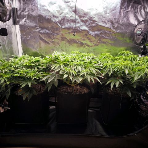 Orange lemon growlog timeline photo