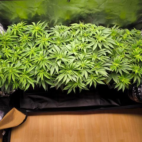 Orange lemon growlog timeline photo