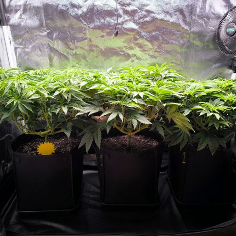 Orange lemon growlog timeline photo