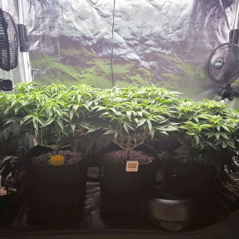 Orange lemon growlog timeline photo