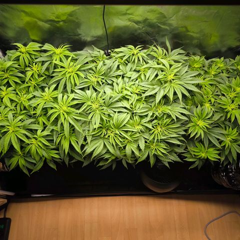 Orange lemon growlog timeline photo