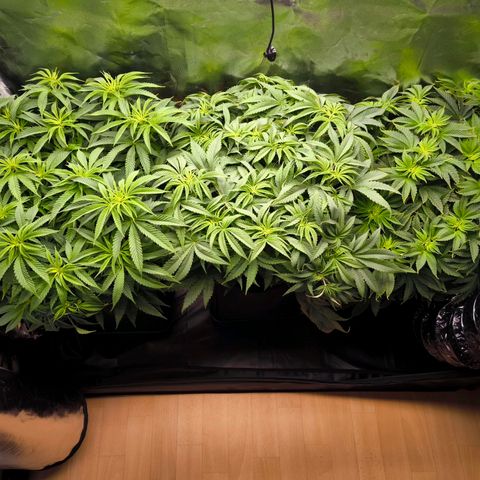 Orange lemon growlog timeline photo
