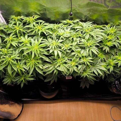 Orange lemon growlog timeline photo