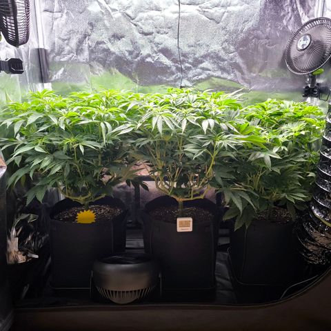 Orange lemon growlog timeline photo
