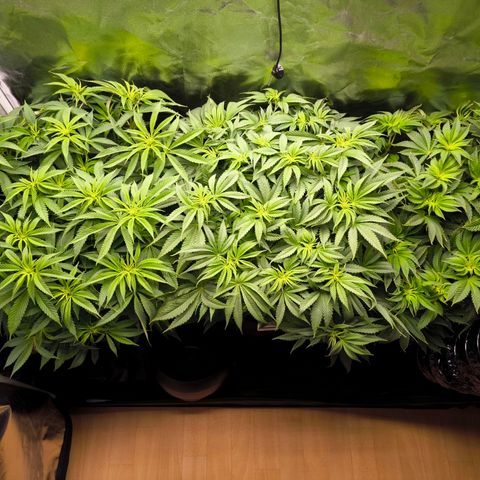 Orange lemon growlog timeline photo