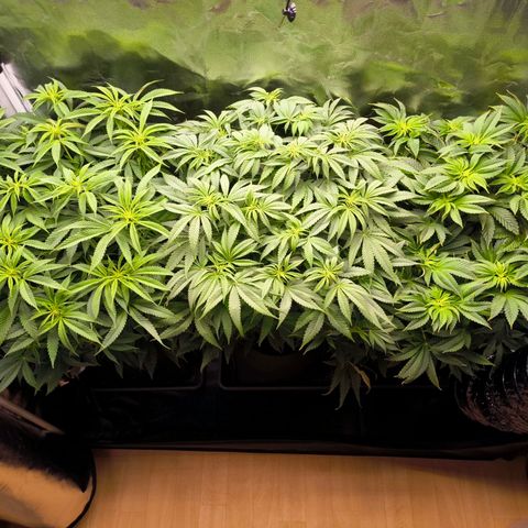 Orange lemon growlog timeline photo