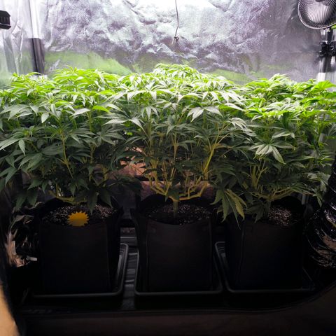 Orange lemon growlog timeline photo