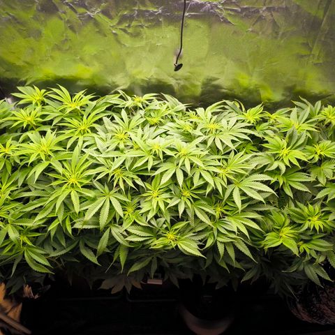 Orange lemon growlog timeline photo