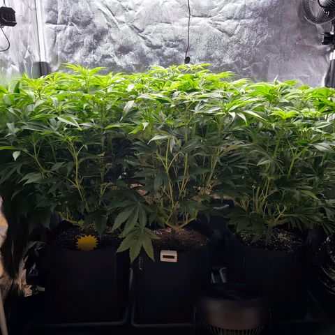 Orange lemon growlog timeline photo