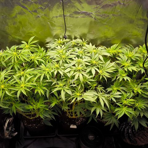 Orange lemon growlog timeline photo
