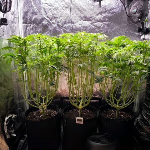 Orange lemon growlog timeline photo
