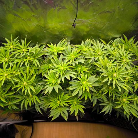 Orange lemon growlog timeline photo