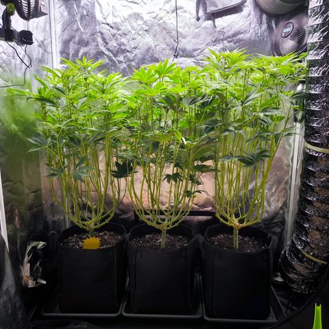 Orange lemon growlog timeline photo