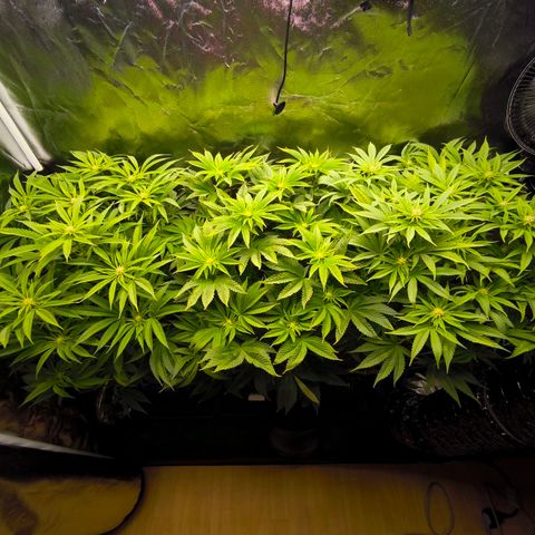 Orange lemon growlog timeline photo