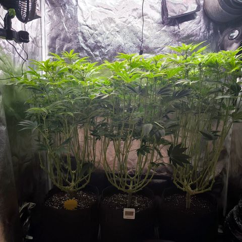 Orange lemon growlog timeline photo