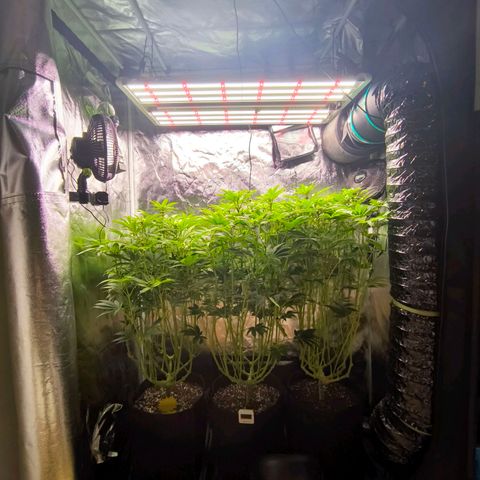 Orange lemon growlog timeline photo