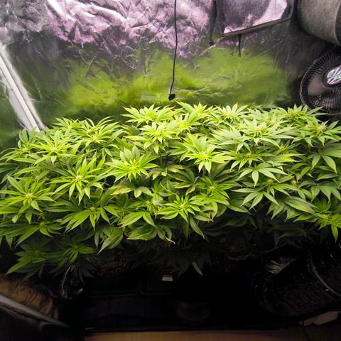 Orange lemon growlog timeline photo