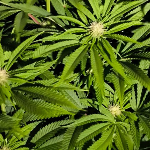 Orange lemon growlog timeline photo