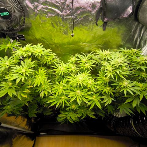 Orange lemon growlog timeline photo