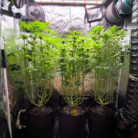 Orange lemon growlog timeline photo