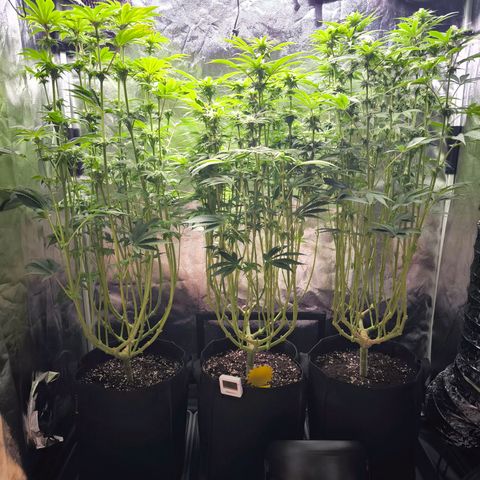 Orange lemon growlog timeline photo