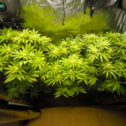 Orange lemon growlog timeline photo