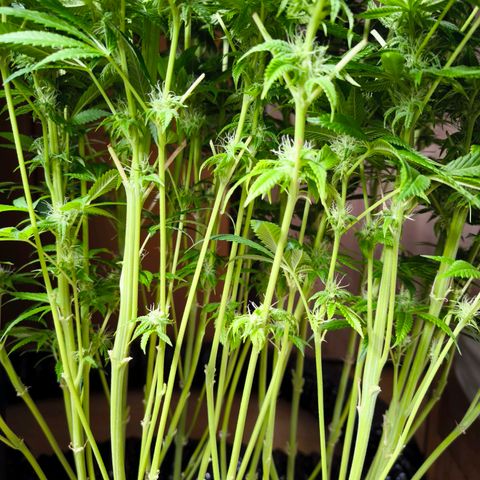 Orange lemon growlog timeline photo