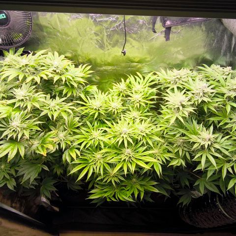Orange lemon growlog timeline photo
