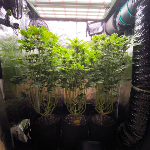 Orange lemon growlog timeline photo