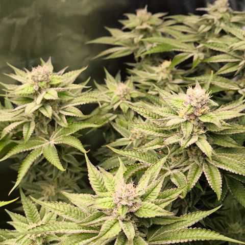 Orange lemon growlog timeline photo