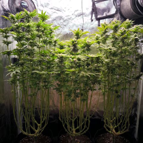 Orange lemon growlog timeline photo